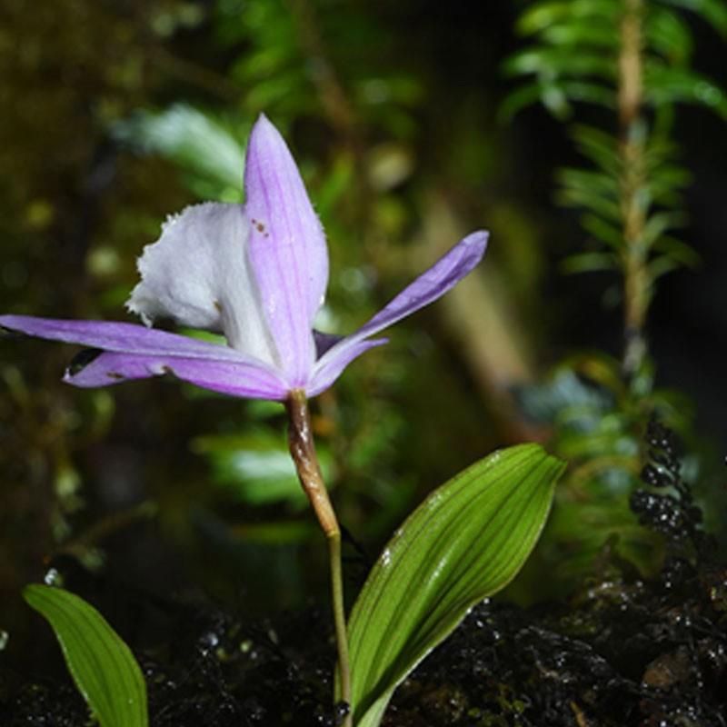 林木采伐及造林作業(yè)設(shè)計(jì)